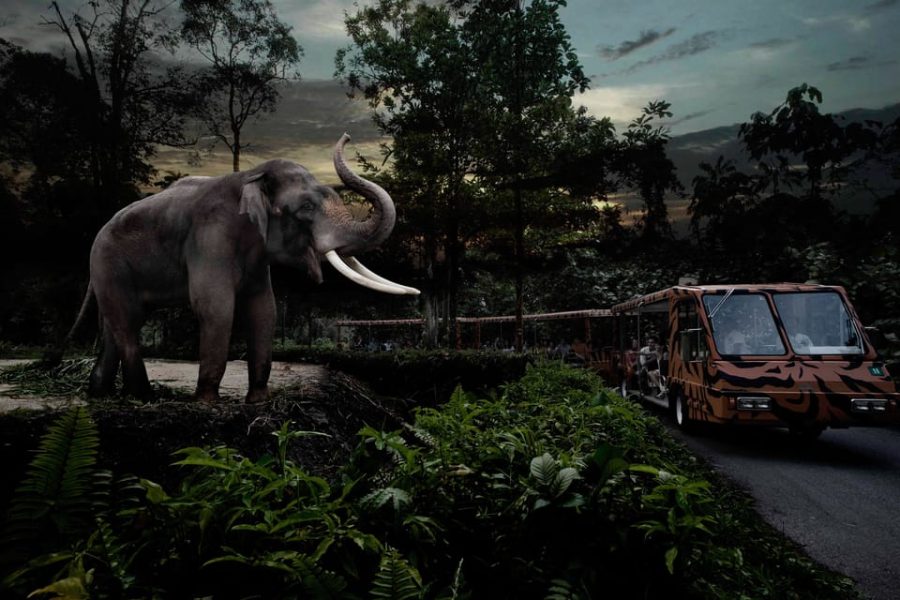 Singapore: Night Safari and Tram Ride Ticket